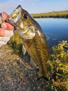 Largemouth Bass