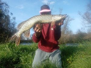 Northern Pike
