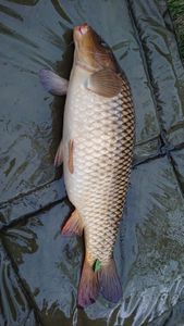 Common Carp