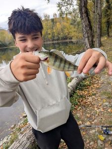 European Perch
