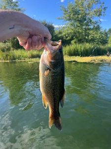 Largemouth Bass