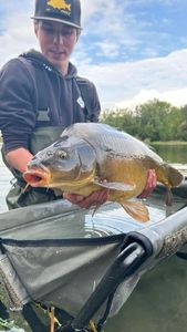 Mirror Carp