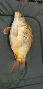 Common Carp