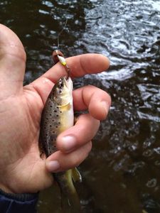 Brown Trout