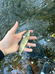Brown Trout
