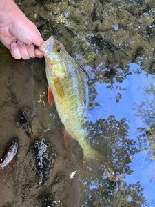 European Perch