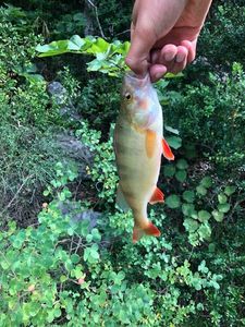 European Perch
