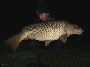 Common Carp