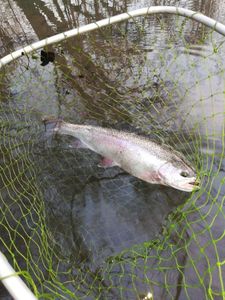 Rainbow Trout