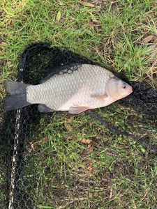 Crucian Carp