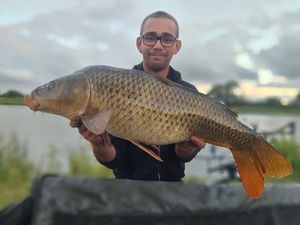 Common Carp