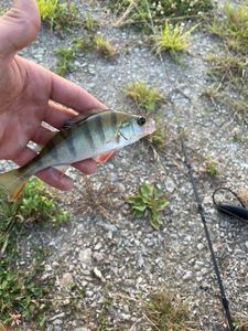 European Perch