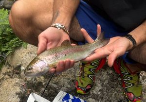 Rainbow Trout