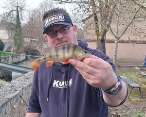 European Perch