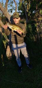 Largemouth Bass