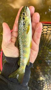 Brown Trout