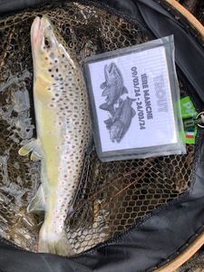 Brown Trout