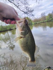 Largemouth Bass