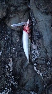 Mackerel