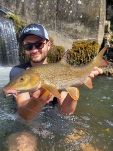 Barbel