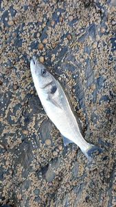 European Bass (Seabass)