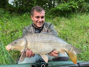 Common Carp