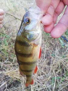 European Perch