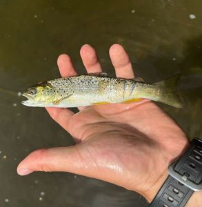 Brown Trout