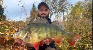 European Perch