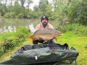 Common Carp
