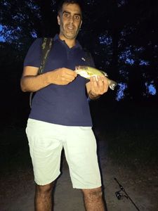 Largemouth Bass
