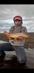 Brown Trout