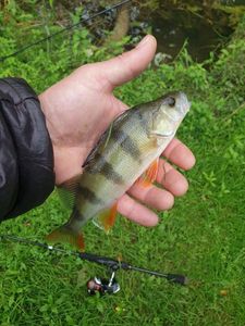 European Perch