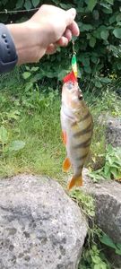 European Perch