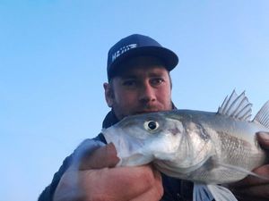 European Bass (Seabass)