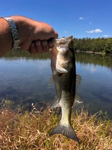 Largemouth Bass