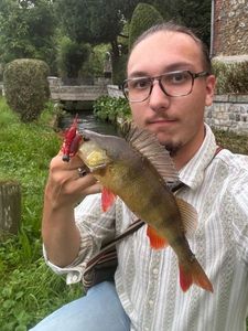 European Perch