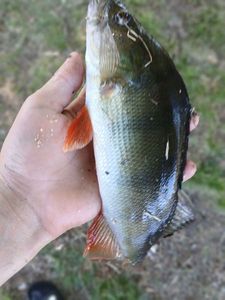 European Perch