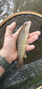 Brown Trout