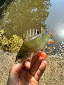 European Perch