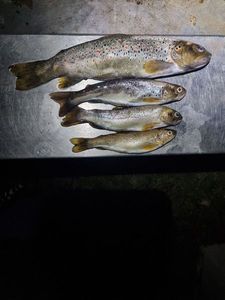 Brown Trout