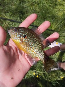 Green Sunfish