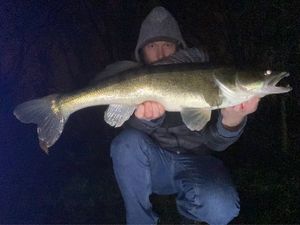 Zander