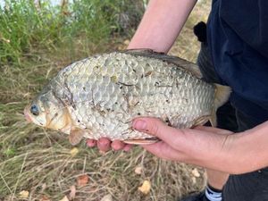 Crucian Carp