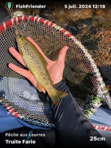 Brown Trout