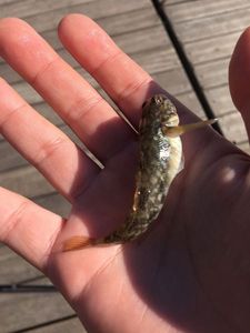 Giant Goby