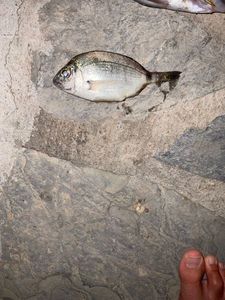 Saddled Seabream