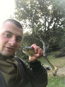 Rainbow Trout
