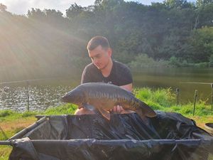 Common Carp
