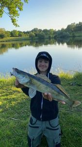 Zander